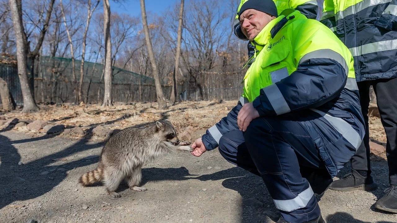 FESCO взяли опеку над медведем Машей, выдрой Сашей, енотом Диего0