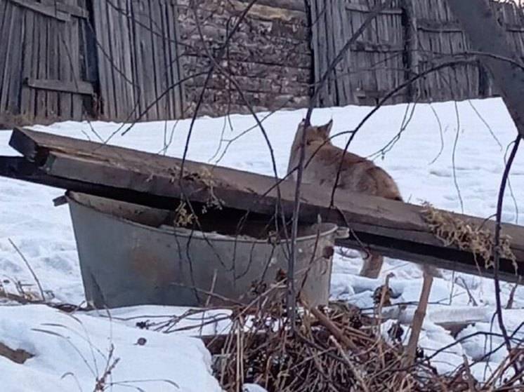 В Амурской области рысь посетила один из частных домов