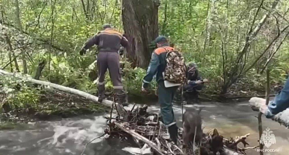 Ночь под кустом. пришлось провести бабушке из Хабаровского края. Она отправилась за грибами и заплутала вблизи села Восход