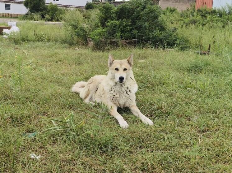 Около 850 бездомных собак отловили в Хабаровске