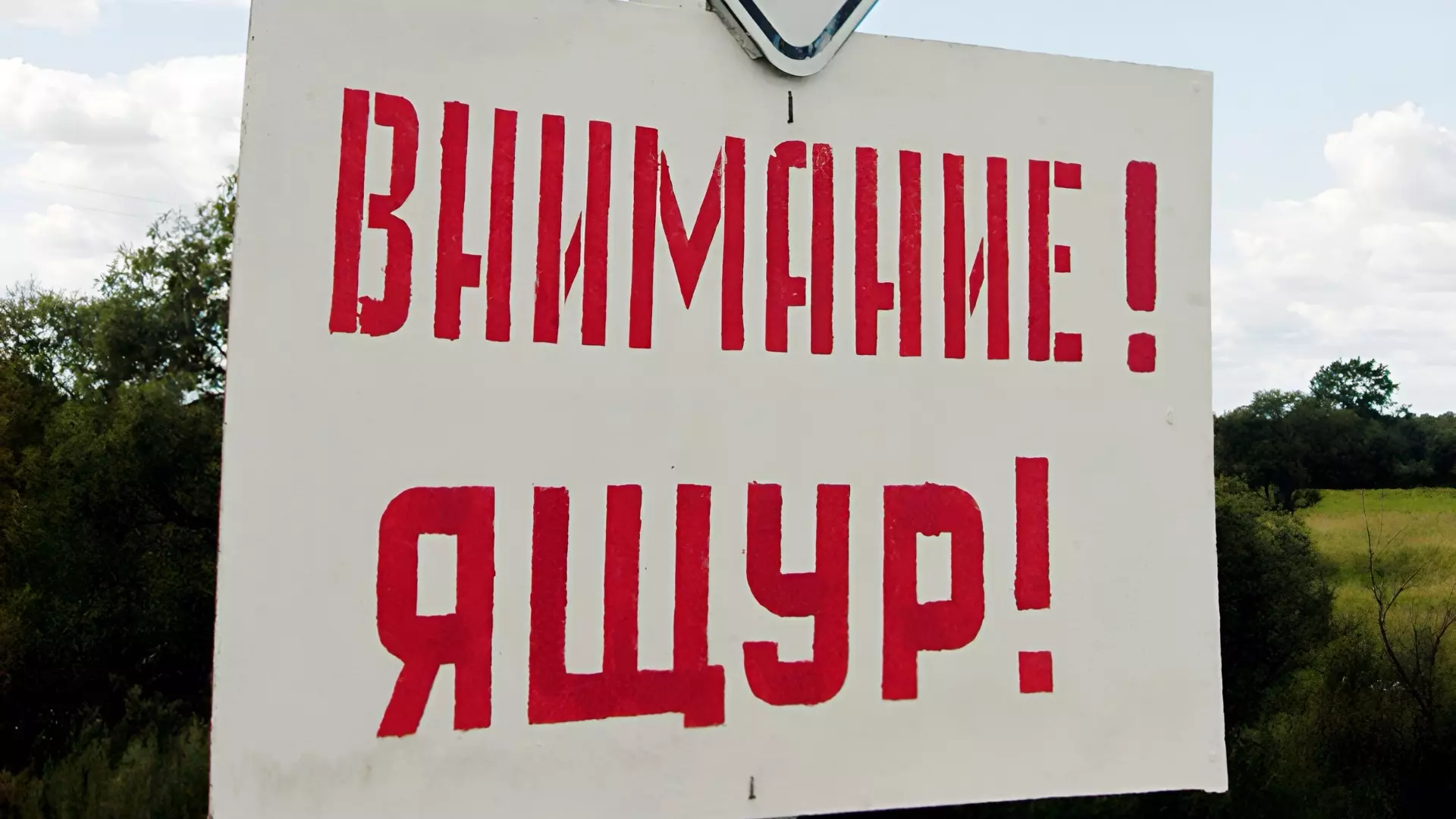 Ветеринары предупреждают об опасности ящура животных в Хабаровском крае0