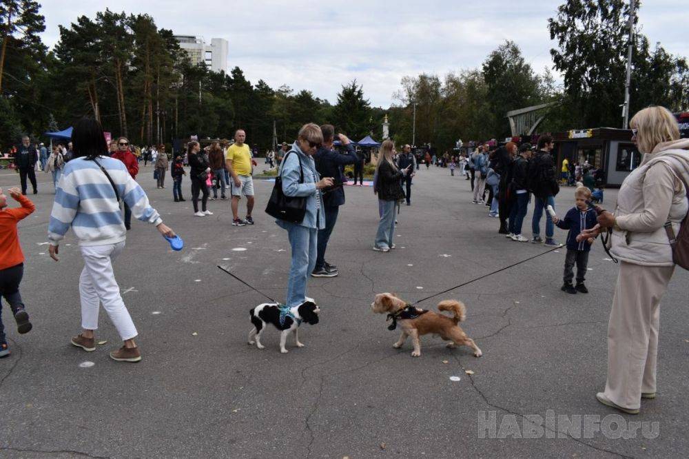 В помощь братьям нашим меньшим фестиваль «Рок в защиту животных»