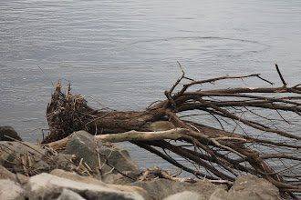 Береговая линия Амура была очищена в ходе акции «Вода России»