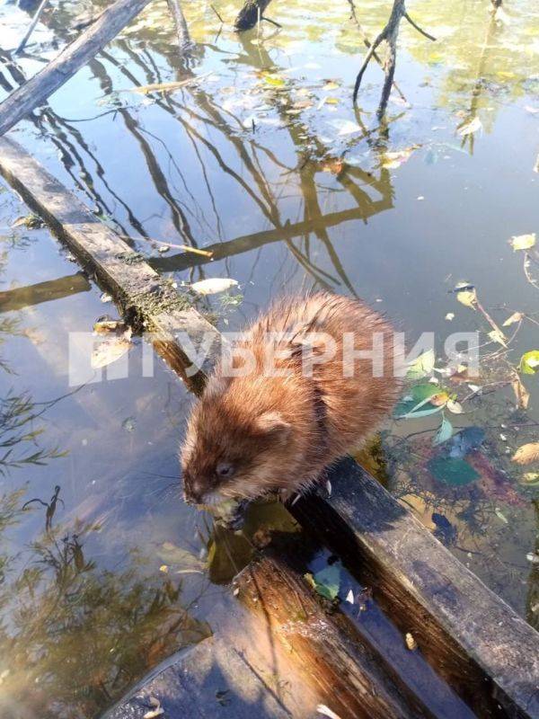 Ондатры в Хабаровске наслаждаются последними теплыми днями