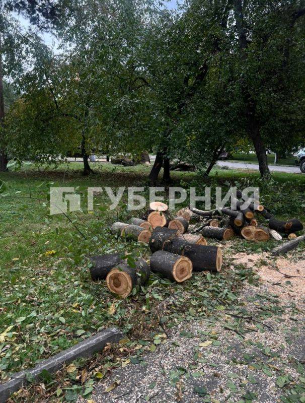 Старые деревья срубили на Уссурийском бульваре для установки памятника-бюста Дзержинскому