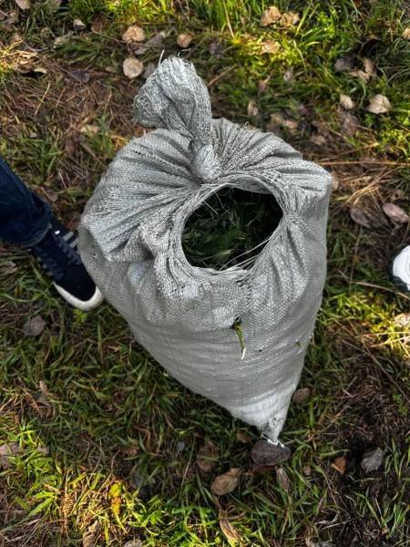 В Комсомольском районе полицейские изъяли из незаконного оборота более 7 килограммов наркотических средств растительного происхождения