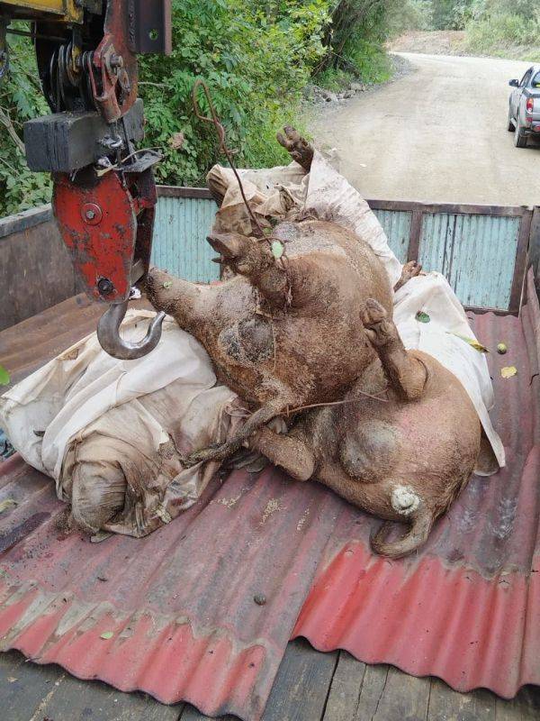 Нелегальную свалку туш обнаружили в пригороде Хабаровска