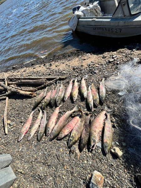 В Амурском районе сотрудниками полиции возбуждено 3 уголовных дела о незаконной добычи водных биологических ресурсов