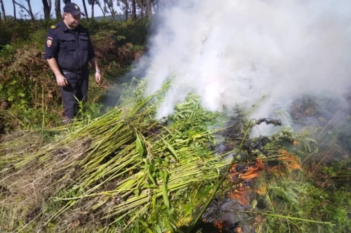 Полиция сожгла плантацию и 150 килограммов конопли в Хабаровском крае0