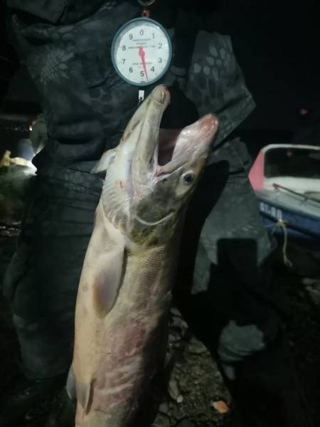 В Амурском районе сотрудниками полиции возбуждено 3 уголовных дела о незаконной добычи водных биологических ресурсов