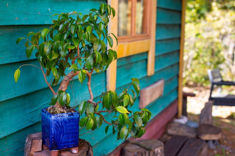 Amur Bonsai: хабаровчанин превратил свою дачу в экзотический сад с причудливыми мини-деревьями3