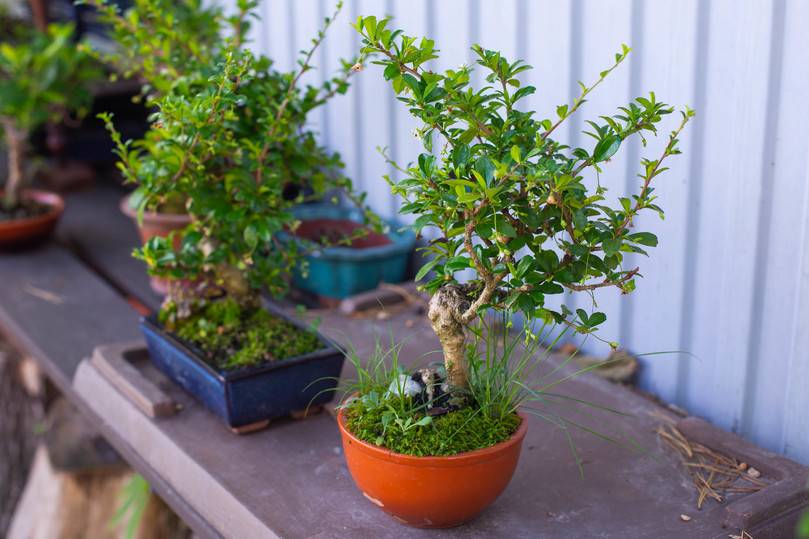 Amur Bonsai: хабаровчанин превратил свою дачу в экзотический сад с причудливыми мини-деревьями2