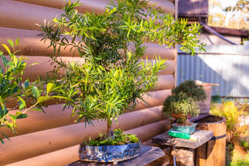 Amur Bonsai: хабаровчанин превратил свою дачу в экзотический сад с причудливыми мини-деревьями8