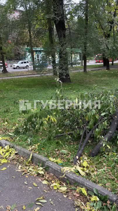 Старые деревья срубили на Уссурийском бульваре для установки памятника-бюста Дзержинскому