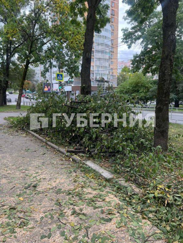 Старые деревья срубили на Уссурийском бульваре для установки памятника-бюста Дзержинскому