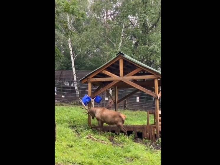 Изюбрь Василёк в хабаровском зоосаде отрастил настоящие рога