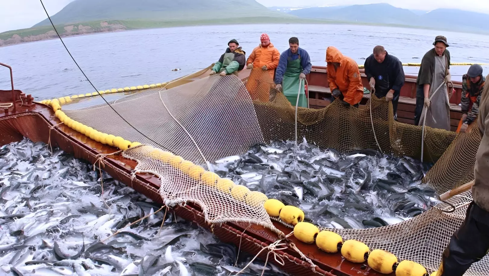 Кета и горбуша из Охотского моря составляет большую часть улова в Хабаровском крае0