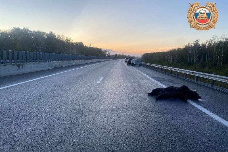 Сбили медведя Госавтоинспекция Хабаровского края