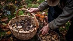 Находка тоже в деле: грибной сезон в самом разгаре в Приморье1