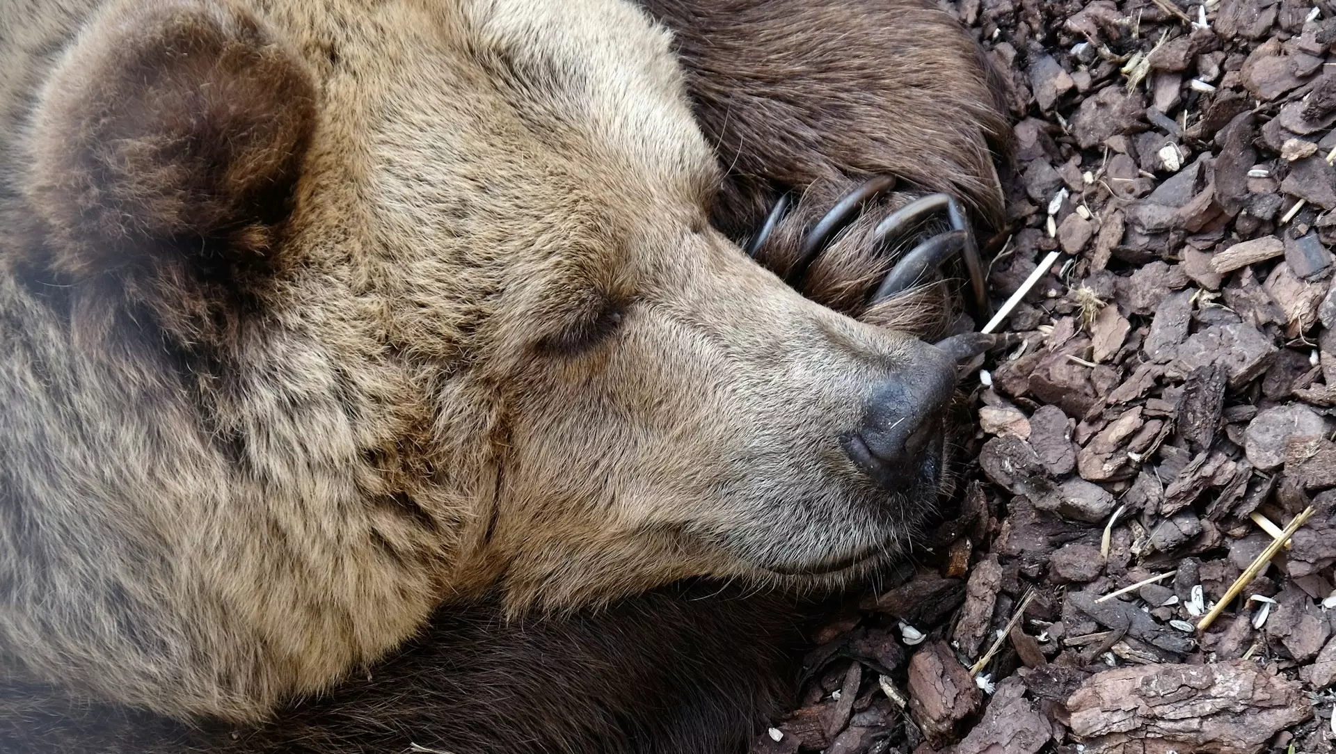 По шпалам ходят медведи в Комсомольске-на-Амуре0