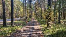 Полведра запрещенки насобирали грибники в Приморье — фото2