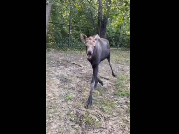 Радостно бегающего лосенка сняли на видео в хабаровском зоосаде