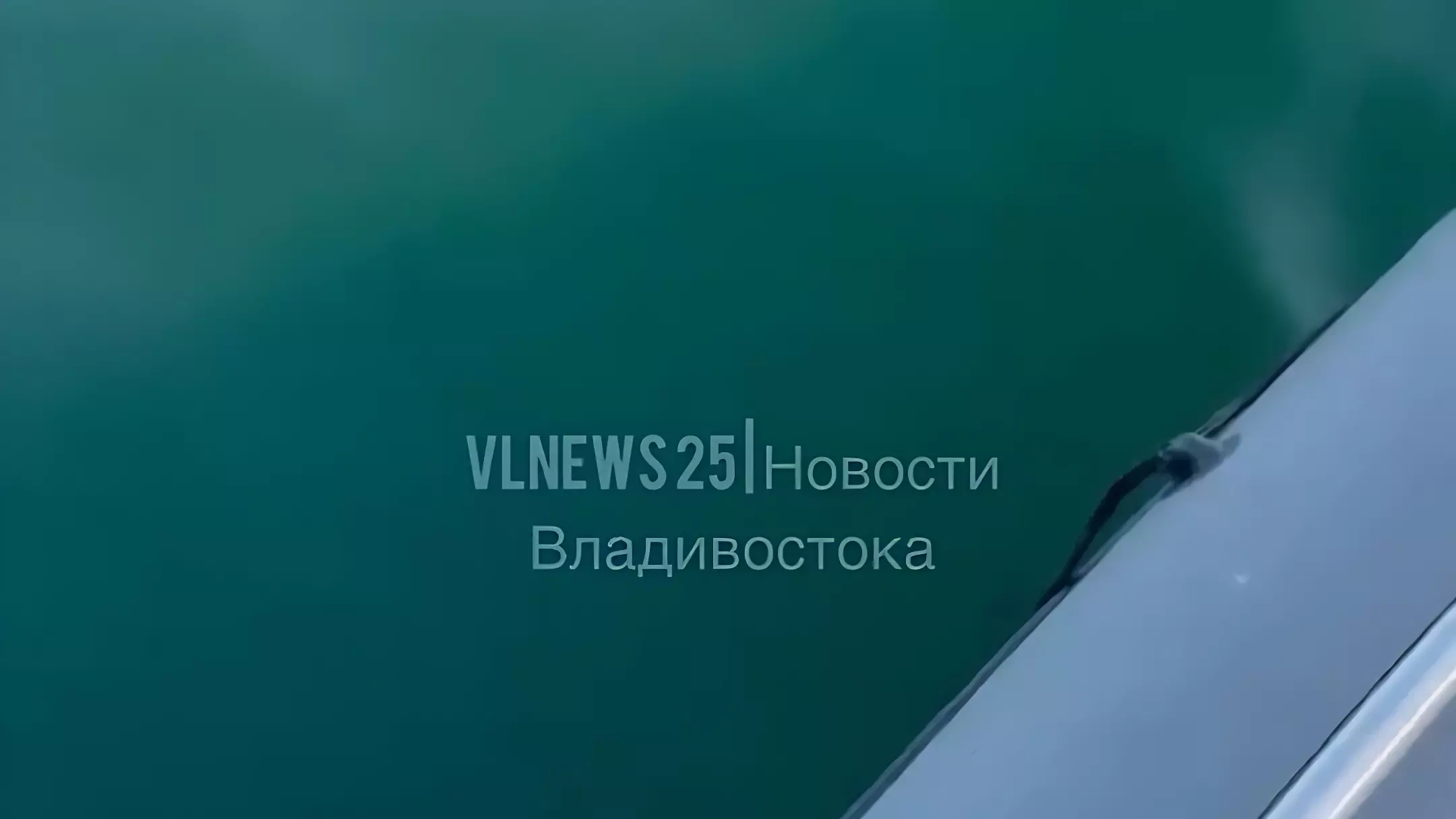 «Сейчас врежется»: огромные косатки окружили рыбацкую лодку в Приморье — видео0