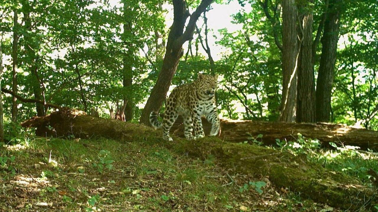 «Удивительно, но факт»: редкие хищницы умело лазают по деревьям в Приморье — фото2