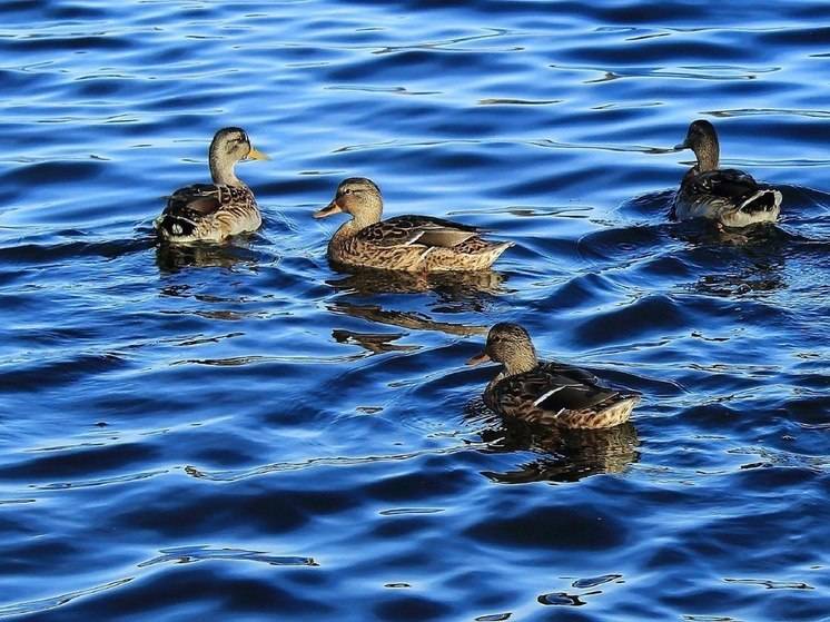 В Амурской области мужчина пытался незаконно охотиться на уток