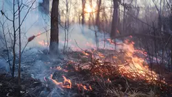 В пожарище сгорела женщина в Хабаровском крае1