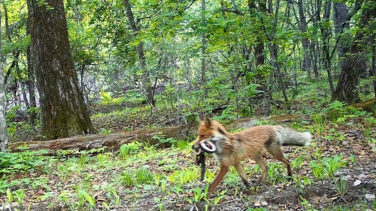 Вот это экзотика: рацион рыжих красавиц удивил жителей Приморья — фото0