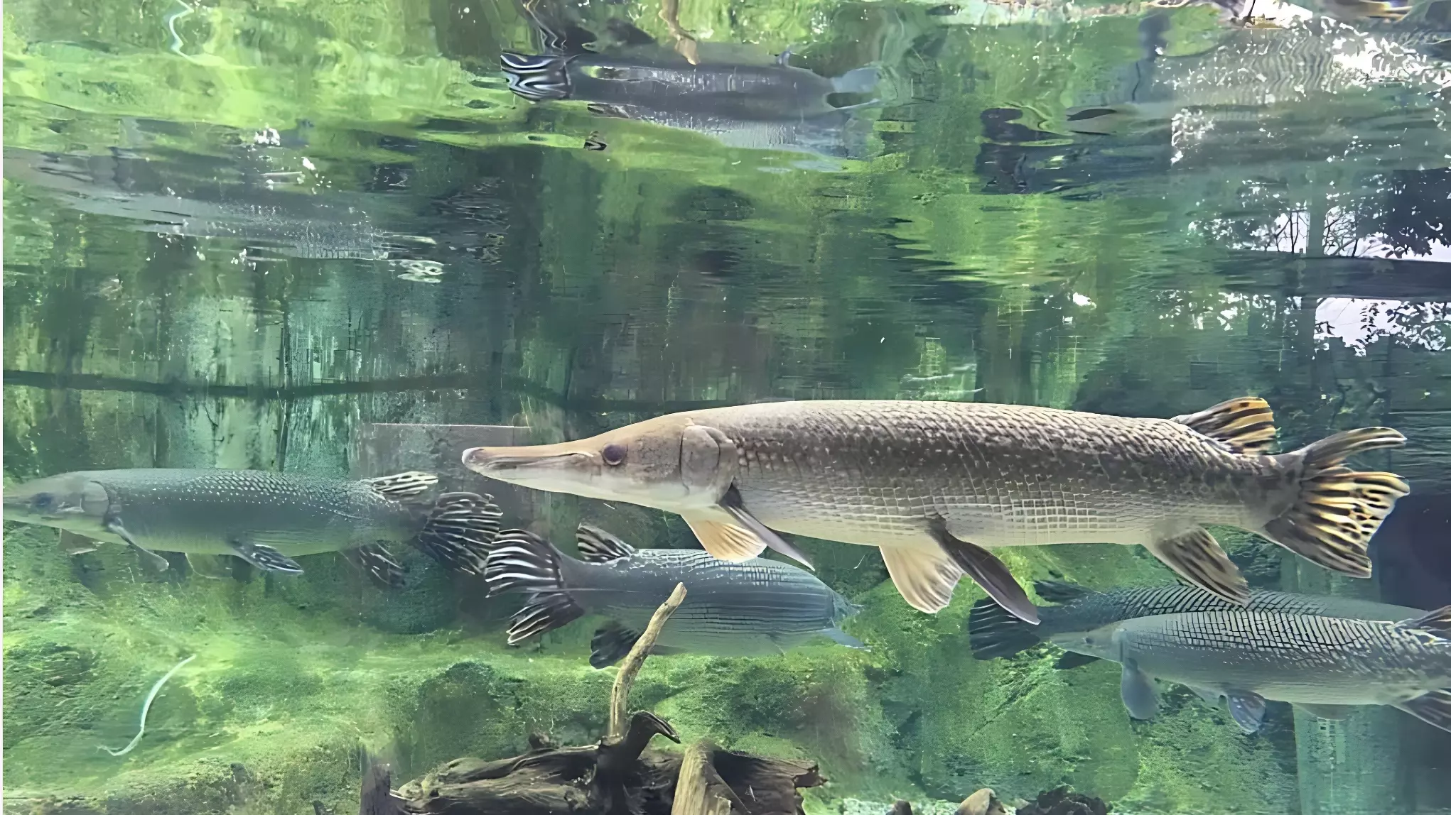 Жирная вкусная щука водится в реках Хабаровского края0