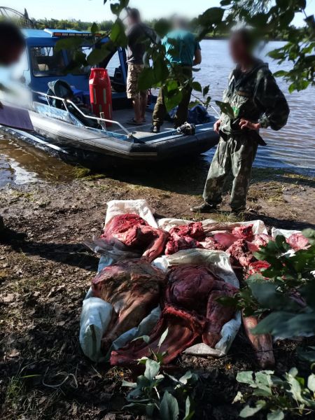 В Хабаровском районе сотрудниками уголовного розыска задержан подозреваемый в незаконной охоте