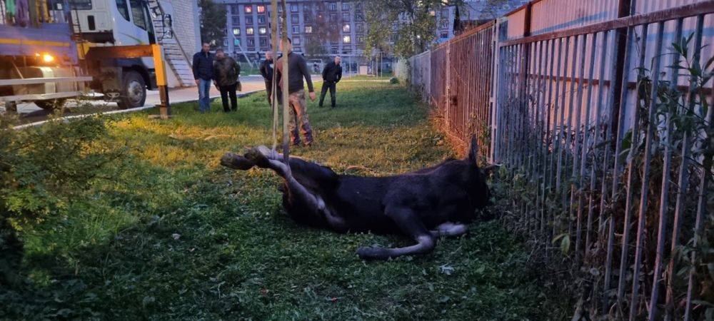 Лося, пробежавшегося по улицам Николаевска-на-Амуре, нашли мертвым