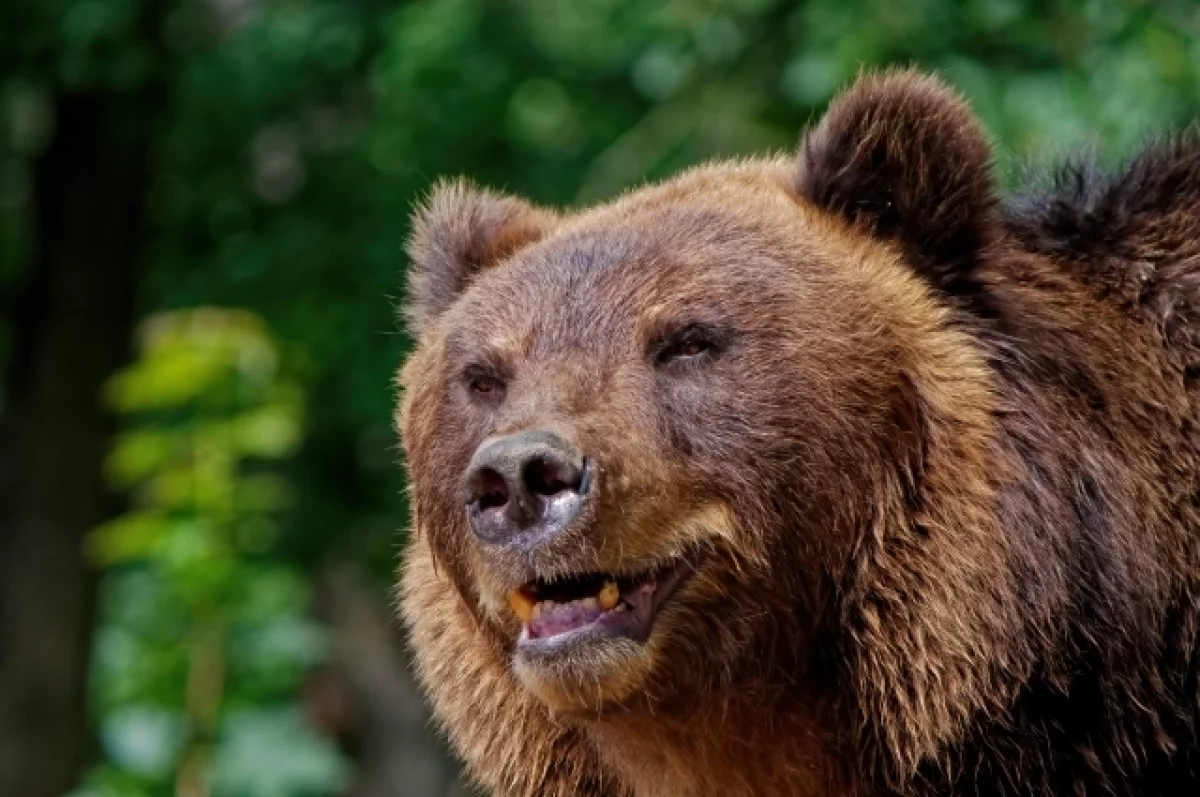 Медведицу сбили насмерть в Комсомольске-на-Амуре0