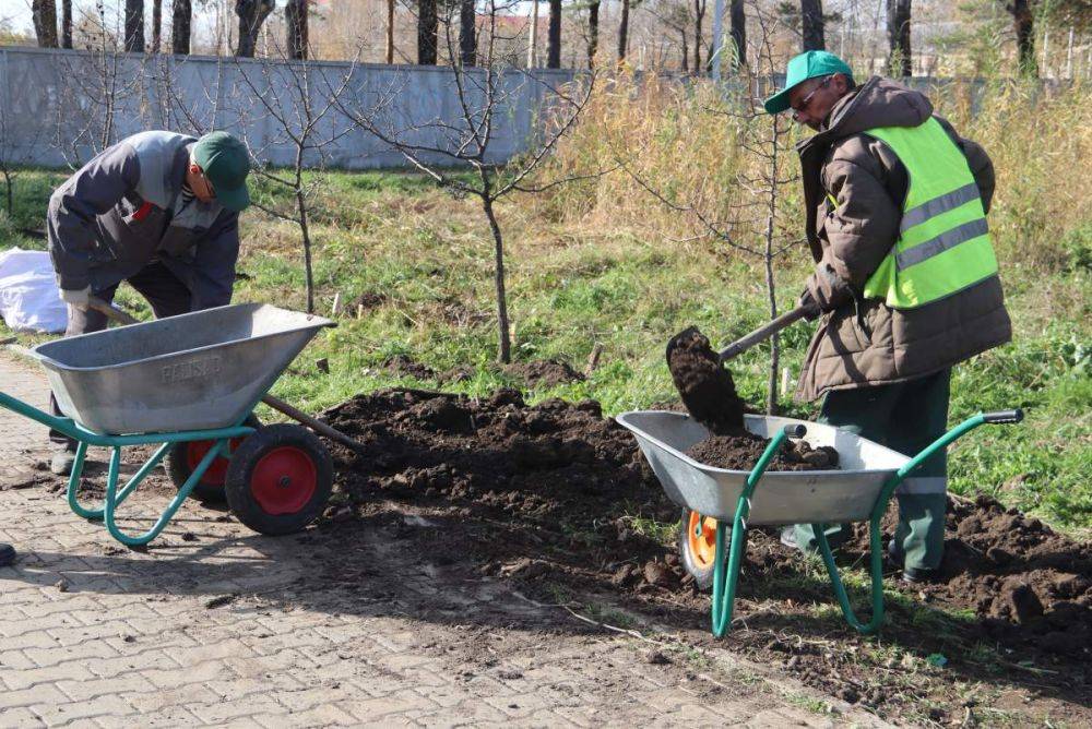 В Хабаровске продолжается осенняя высадка деревьев