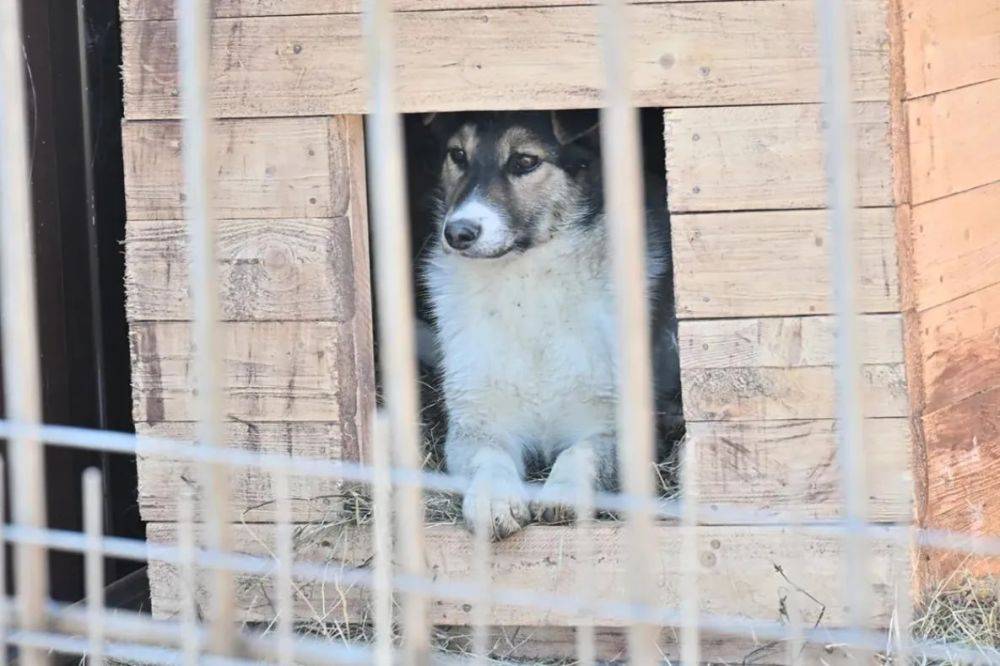 Больше специалистов задействуют для отлова бездомных собак в Хабаровске