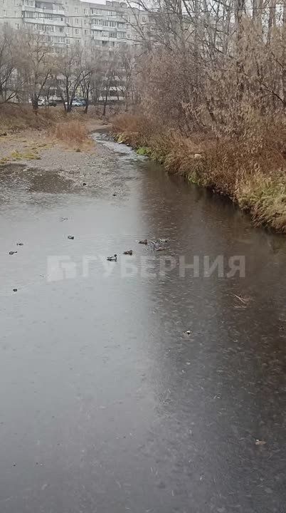 Утиное семейство повстречал хабаровчанин в районе «Амуркабеля»