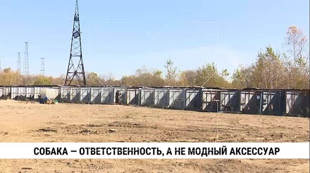 Таксу на инвалидной коляске Теодора знают многие собачники в городе