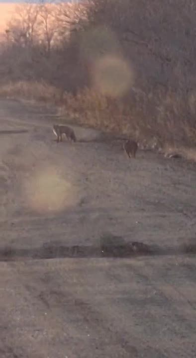 Уникальная встреча лисицы и амурского лесного кота произошла в Амурской области