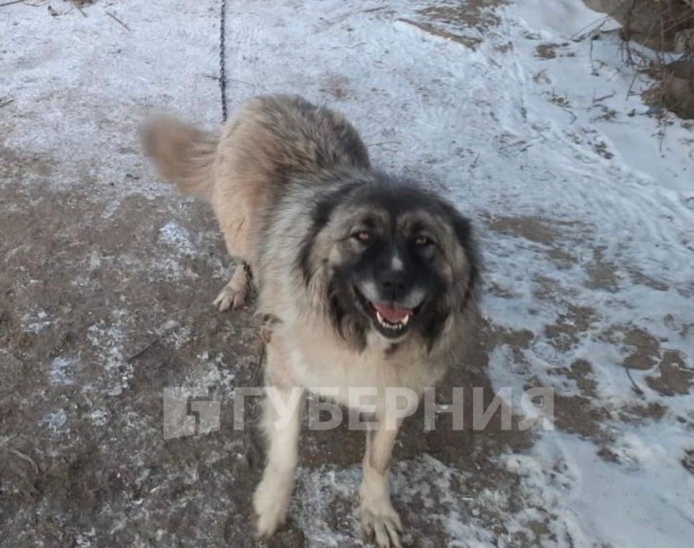 Избили кувалдой и закопали живьем: в Казакевичево собака сумела выжить и вернуться домой после того, как ее «похоронили»