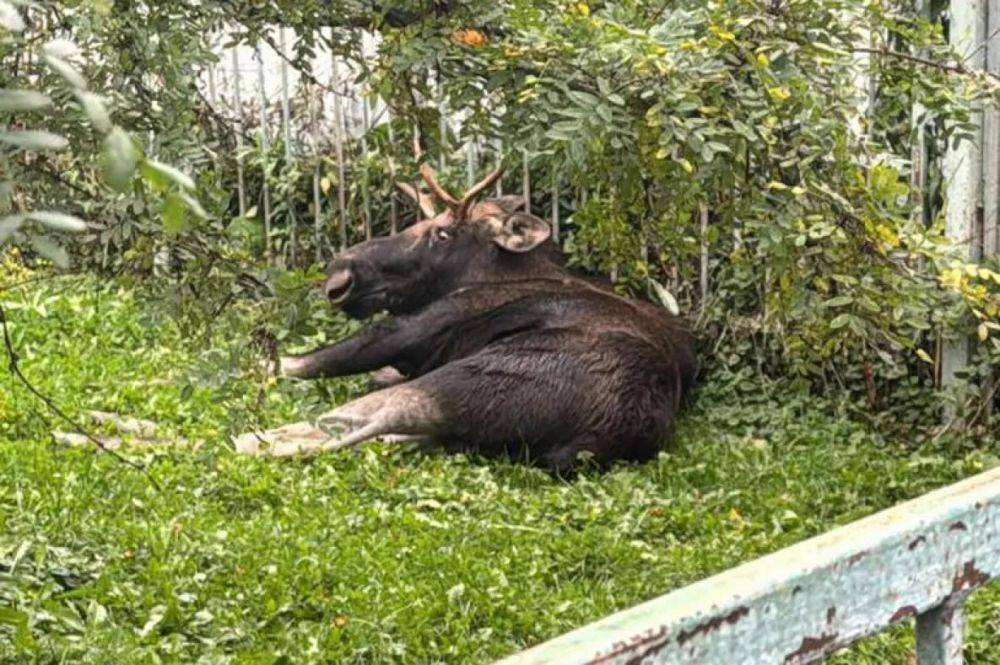 Огромный лось переполошил центр Николаевска-на-Амуре