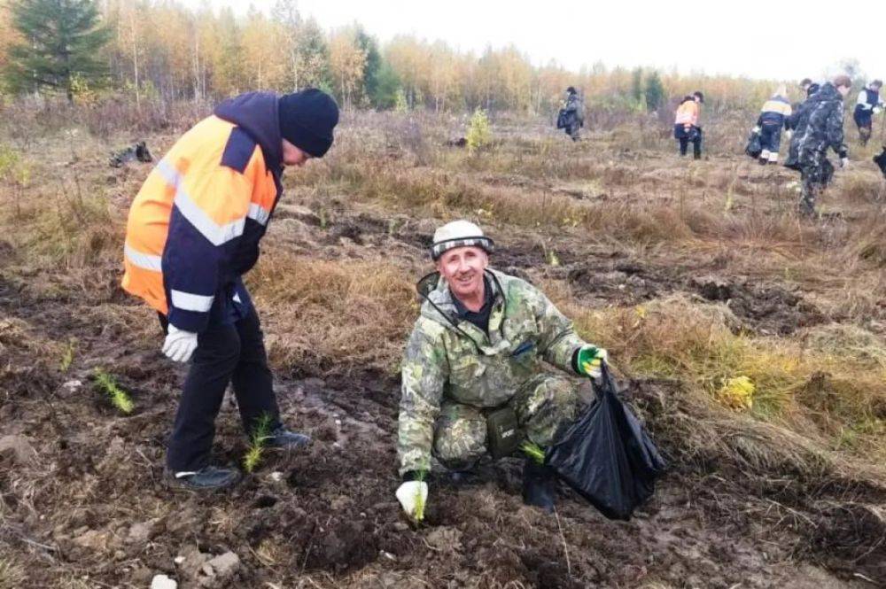 Больше тысячи деревьев посадили в пригороде Комсомольска-на-Амуре