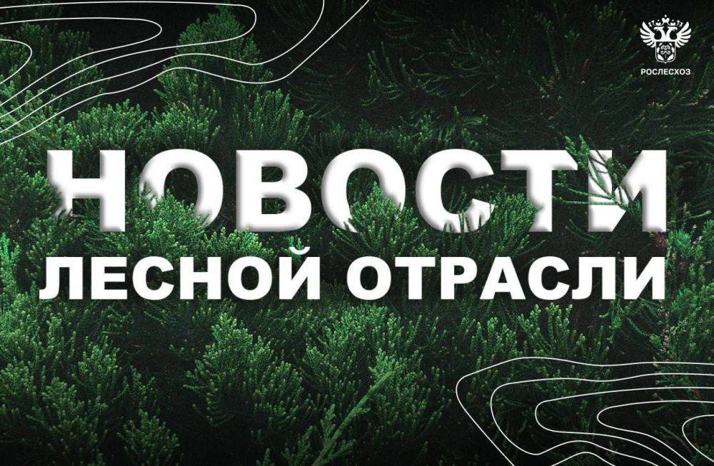 Ведомости: Рослесхоз: восстановление лесов в России в 2024 году уже выполнено на 75%