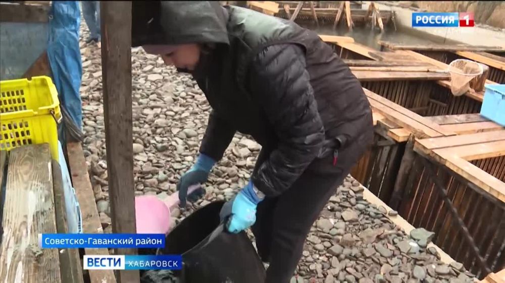 Секретные технологии рыбоводства: в Советско-Гаванском районе выпустили в море 13 млн мальков кеты