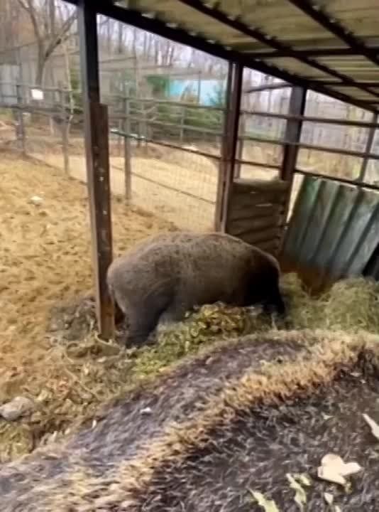 Кабанчики Кия и Винни готовят свое жилище к зиме в зоосаде «Приамурский»