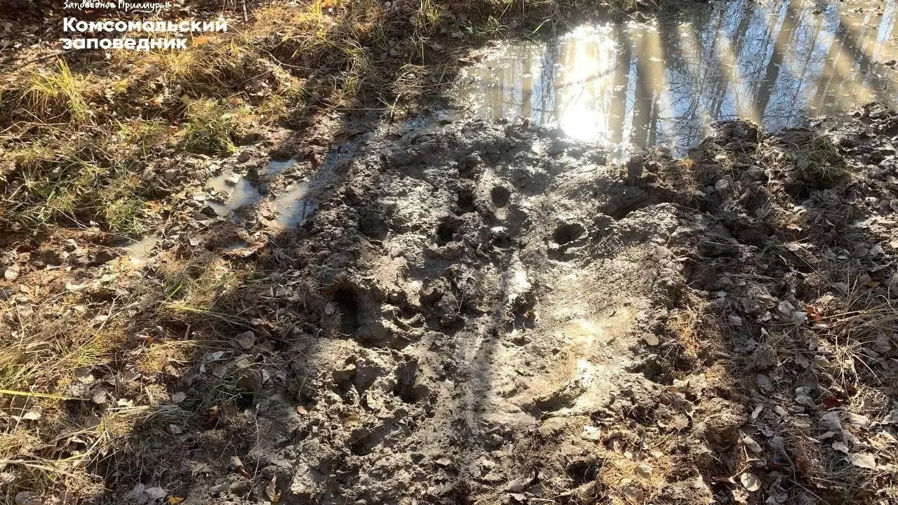 Бальнеологический курорт устроило кабанье семейство в заповеднике Хабаровского края1