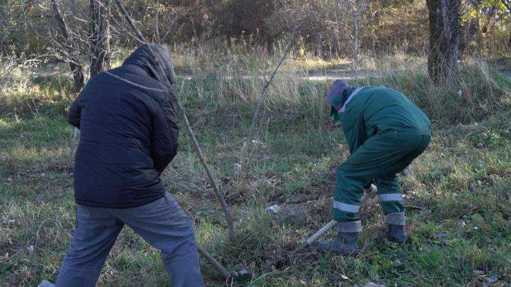 275 ясеней украсят улицу Пионерскую в Хабаровске