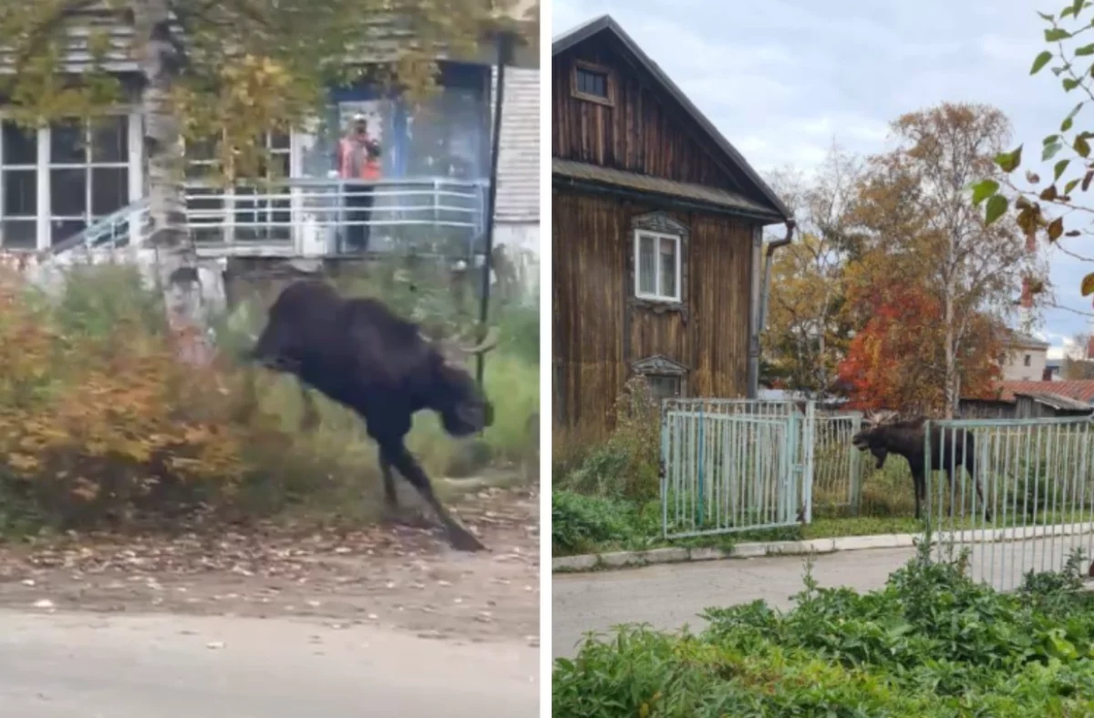 Огромный лось бегает по центру Николаевска-на-Амуре и пугает жителей0