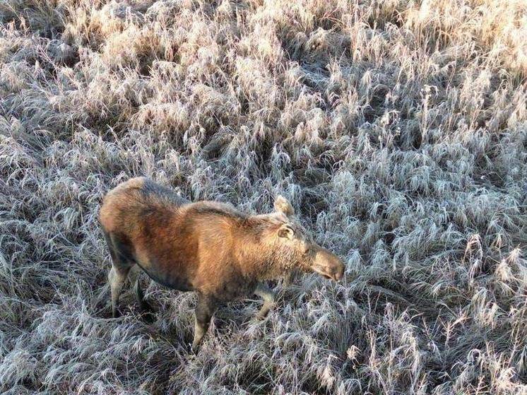 Лосиха прогулялась у реки Ташино в Амурской области